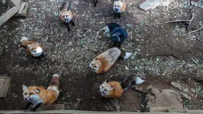 Газета.ру, фото - Новости Zakon.kz от 07.06.2018 23:40