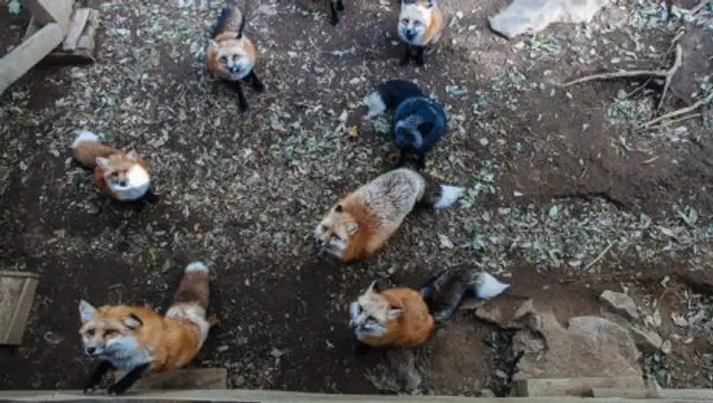 Лисы облюбовали жилые районы Москвы