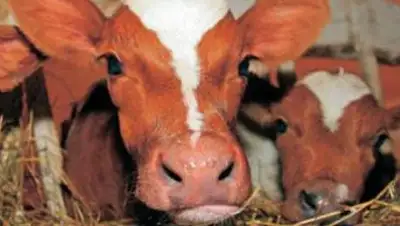 Zakon.kz, фото - Новости Zakon.kz от 15.01.2014 15:54