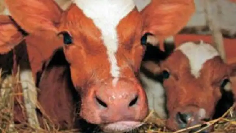 Вместо обещанных 16 ветеринарных лабораторий в ВКО построили только шесть