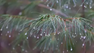 pixnio.com, фото - Новости Zakon.kz от 22.05.2019 09:04