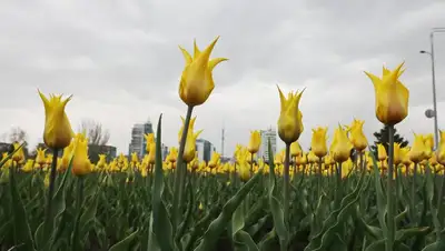 цветы,алматы , фото - Новости Zakon.kz от 11.04.2022 13:01