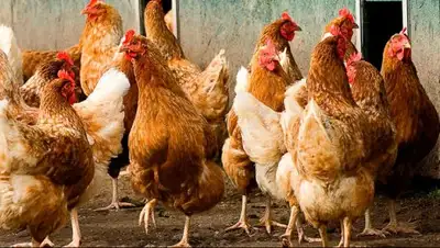 Главное управление ветеринарии, фото - Новости Zakon.kz от 09.10.2018 11:26