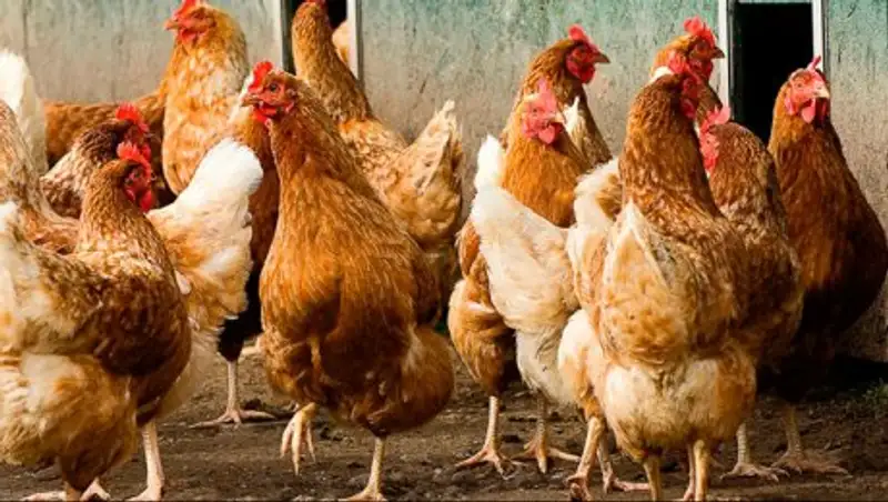 Россия не может локализовать вспышки гриппа птиц. Казахстан ограничил ввоз