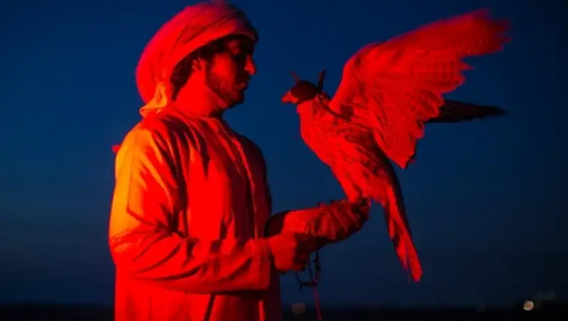 Соколиная охота в Арабских Эмиратах