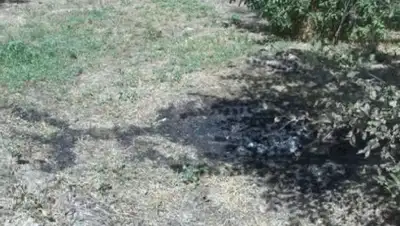 Zakon.kz, фото - Новости Zakon.kz от 09.08.2016 23:27