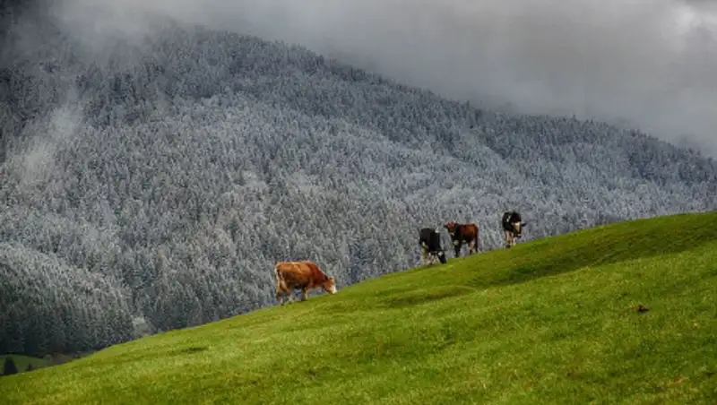 Заморозки обещают синоптики на вторник