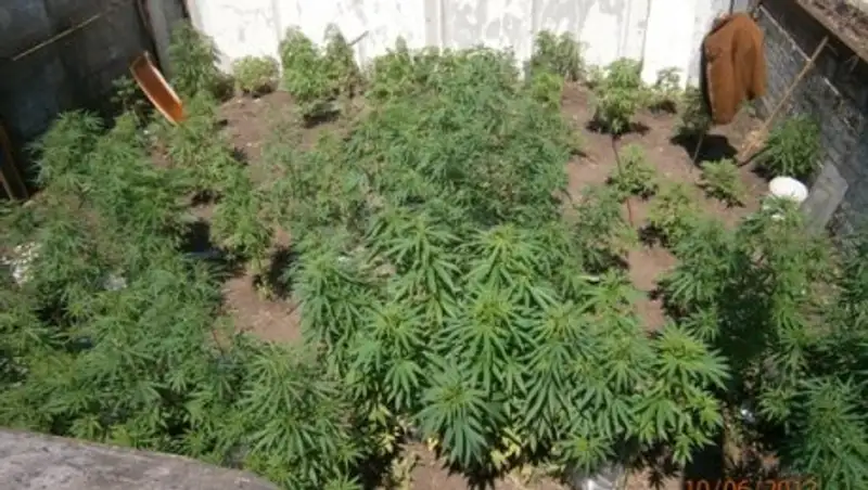 В Талдыкоргане наркоторговец вырастил у себя целую плантацию "товара"