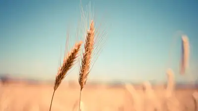 В АФМ раскрыли схему серого импорта российского зерна через Казахстан