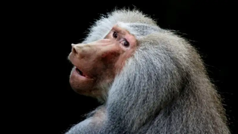 В США через суд потребовали возместить павиану ущерб за нарушение его прав