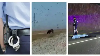 Главное к утру: убийство иностранцев под Алматы, нашествие саранчи и жуткая авария на дороге к Медеу , фото - Новости Zakon.kz от 03.07.2023 07:48