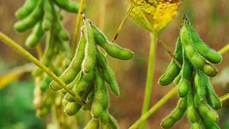 Причиной гибели урожая сои в Алматинской области может стать некачественный дизель 