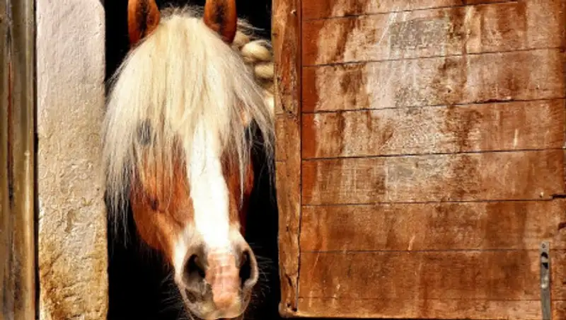 Подозреваемых в скотокрадстве задержали в Алматинской области