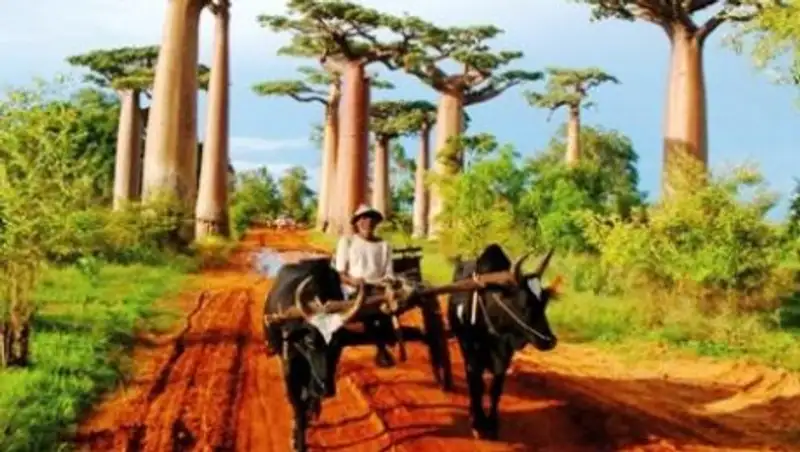 На Мадагаскаре люди умирают от чумы