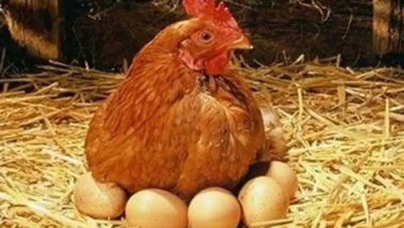 Павлодарская область в 2015 году сможет отказаться от импорта яиц