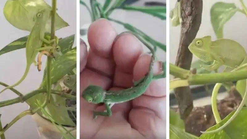 Крошечными хамелеонами в зоопарке Шымкента умилились пользователи