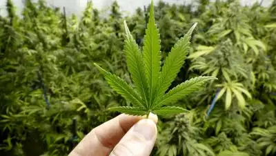 La Silla Rota, фото - Новости Zakon.kz от 07.12.2020 22:14