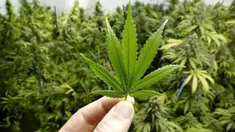 МИД РК: Канабис не исключали из списка наркотических веществ