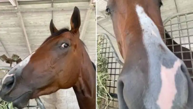 Коня в США назвали в честь Головкина