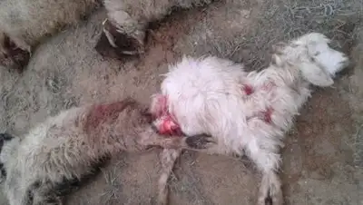 lada.kz, фото - Новости Zakon.kz от 12.03.2018 19:40