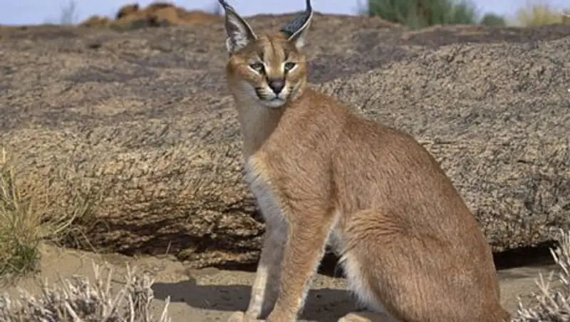 Туркменский каракал "попался на ловушку" на плато Устюрт в ЗКО