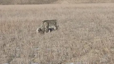 Алтын-Эмель, сняли проезжающие, фото - Новости Zakon.kz от 16.01.2022 19:11