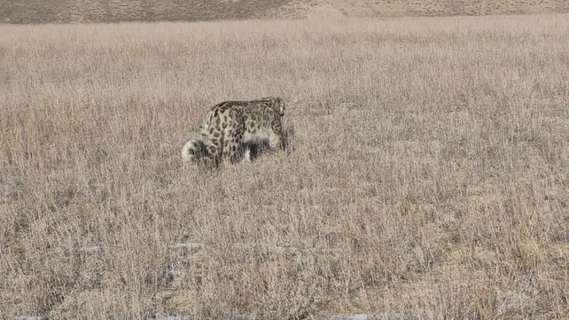 Снежный барс снова попал на видео на юге Казахстана