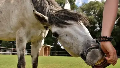 Zakon.kz, фото - Новости Zakon.kz от 19.08.2017 01:36
