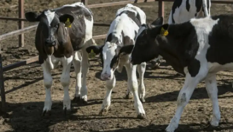 15 телят из Эстонии пересекли российскую границу