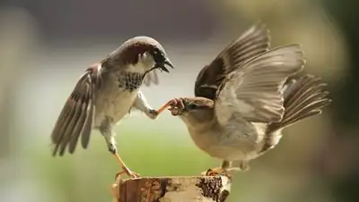 adme.ru, фото - Новости Zakon.kz от 08.09.2018 13:23