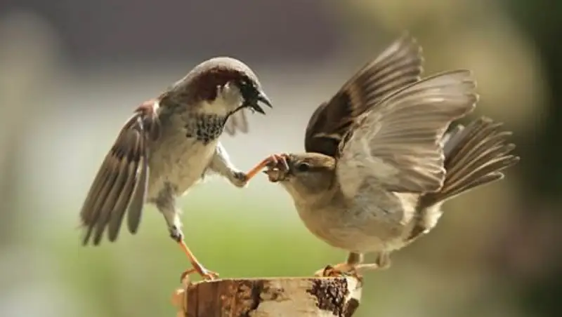 20 самых удачных фотографий животных, сделанных в нужный момент