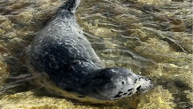Отдыхающего на мелководье тюленя снял на видео житель Актау