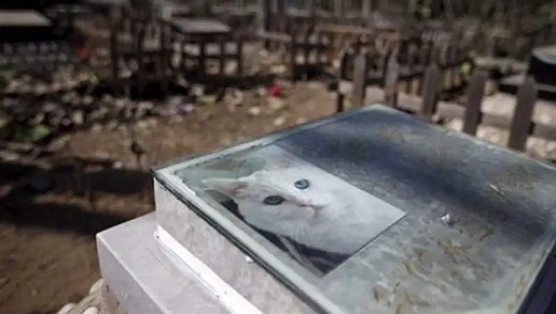 Японка хоронила кота и умерла