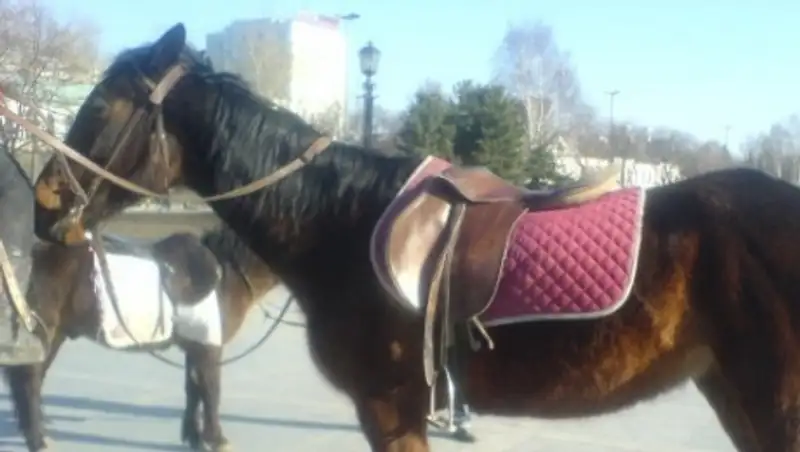В Жанаозене мужчина разгуливал по торговому центру верхом на лошади
