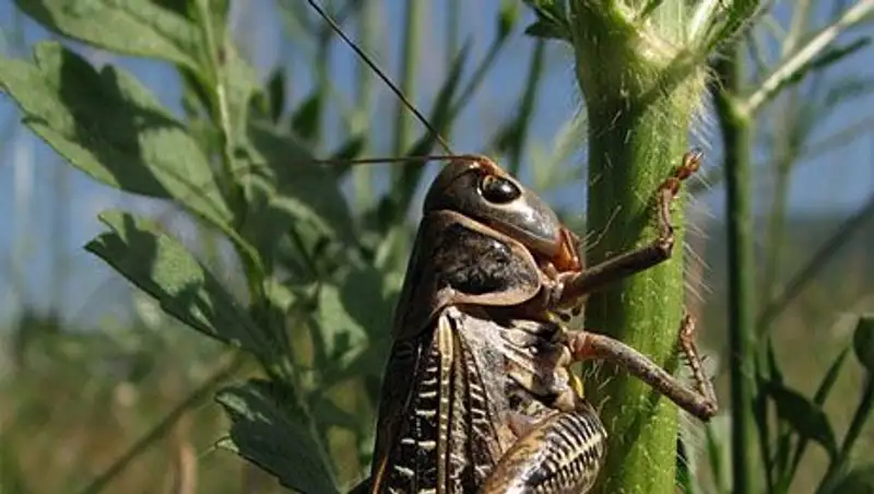 Казахстанские и российские аграрии обсудили вопросы борьбы с саранчой