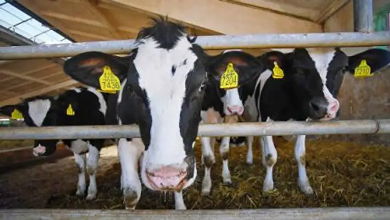 Почему фермеры массово режут скот в ЗКО