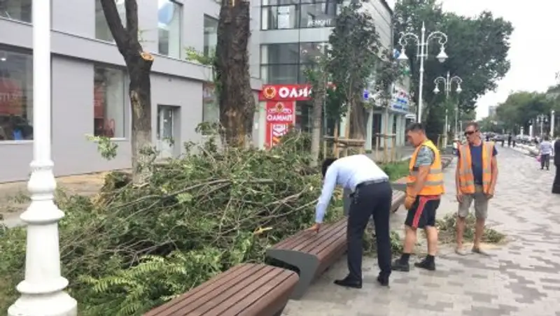 В Алматы оштрафуют нарушителей, вырубивших деревья на Арбате
