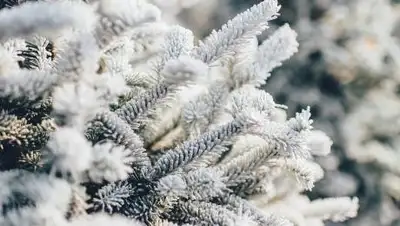 pixabay.com, фото - Новости Zakon.kz от 07.12.2020 16:10