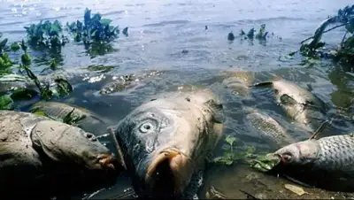Экологическая вахта Санкт-Петербурга, фото - Новости Zakon.kz от 11.03.2019 20:52