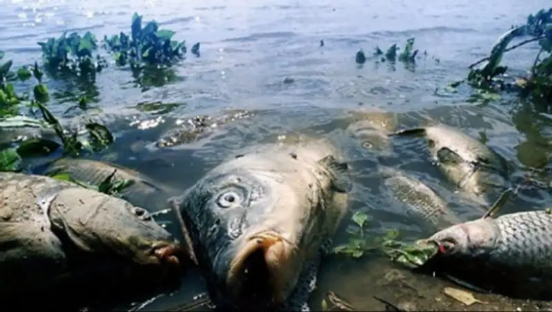 10 часто задаваемых вопросов о гибели рыбы в реке Урал
