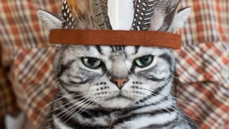 Фотографии, которыми коты могут гордиться