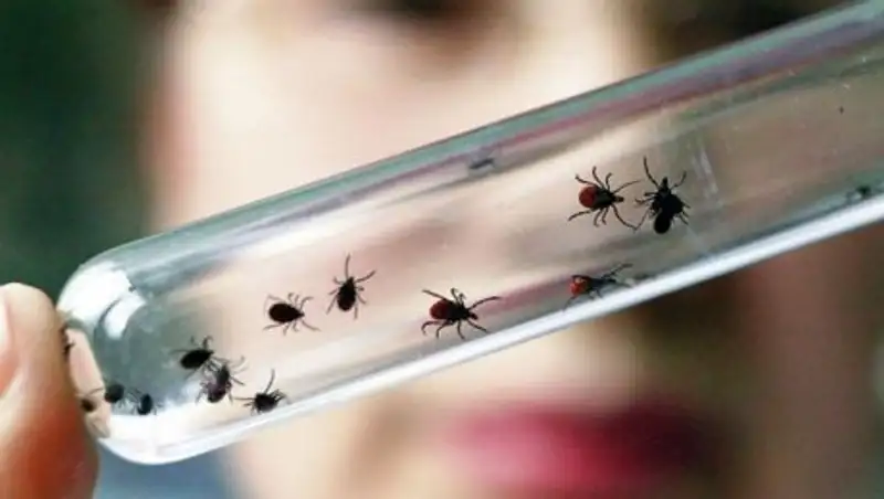 В Алматы 140 детей пострадали от укусов клещей