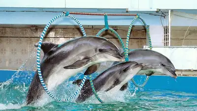 sites.google.com, фото - Новости Zakon.kz от 24.08.2020 14:28