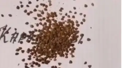 кадр из видео, фото - Новости Zakon.kz от 25.01.2020 13:54