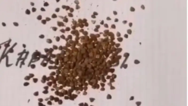 Вирусное видео "Как Бог раздавал снег" набирает обороты в Сети