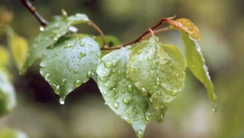 Осадки выпадут на большей части Казахстана