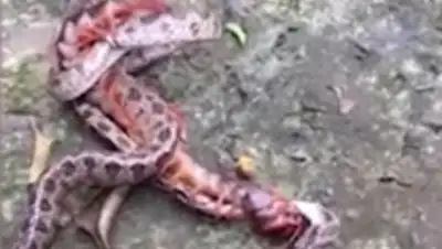 life.ru, фото - Новости Zakon.kz от 23.05.2018 06:56