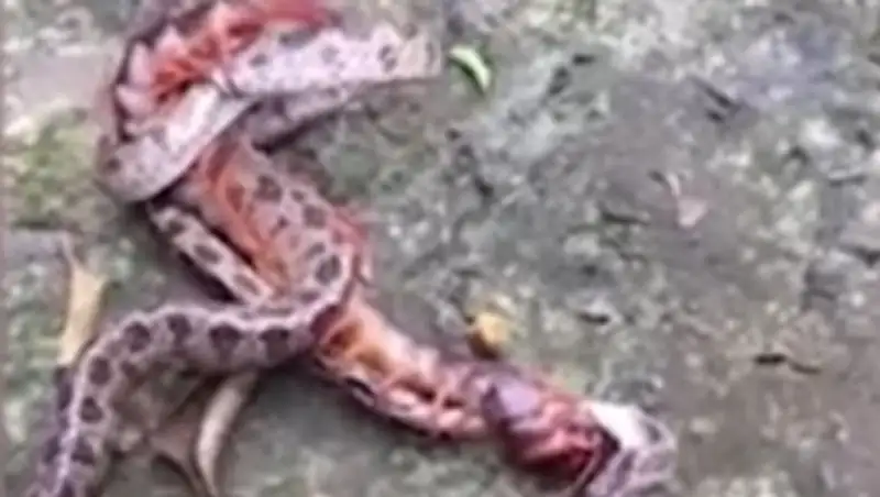 Бой питона и гигантской сколопендры попал на видео