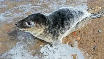 24kz, фото - Новости Zakon.kz от 12.12.2020 09:59