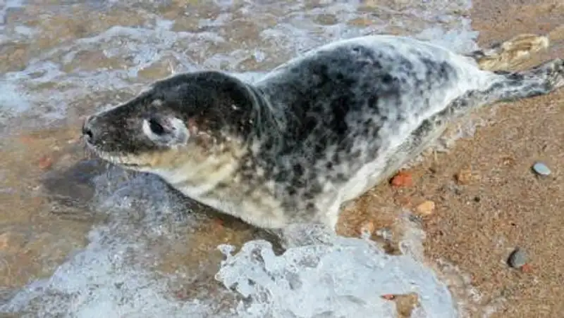 Сотни мертвых тюленей нашли на берегу Каспийского моря